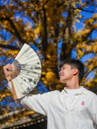 北京秋天任何人錯過這裡的銀杏都會遺憾。