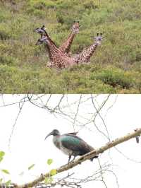 我在阿魯沙的奇遇之旅：與野生動物的親密接觸。