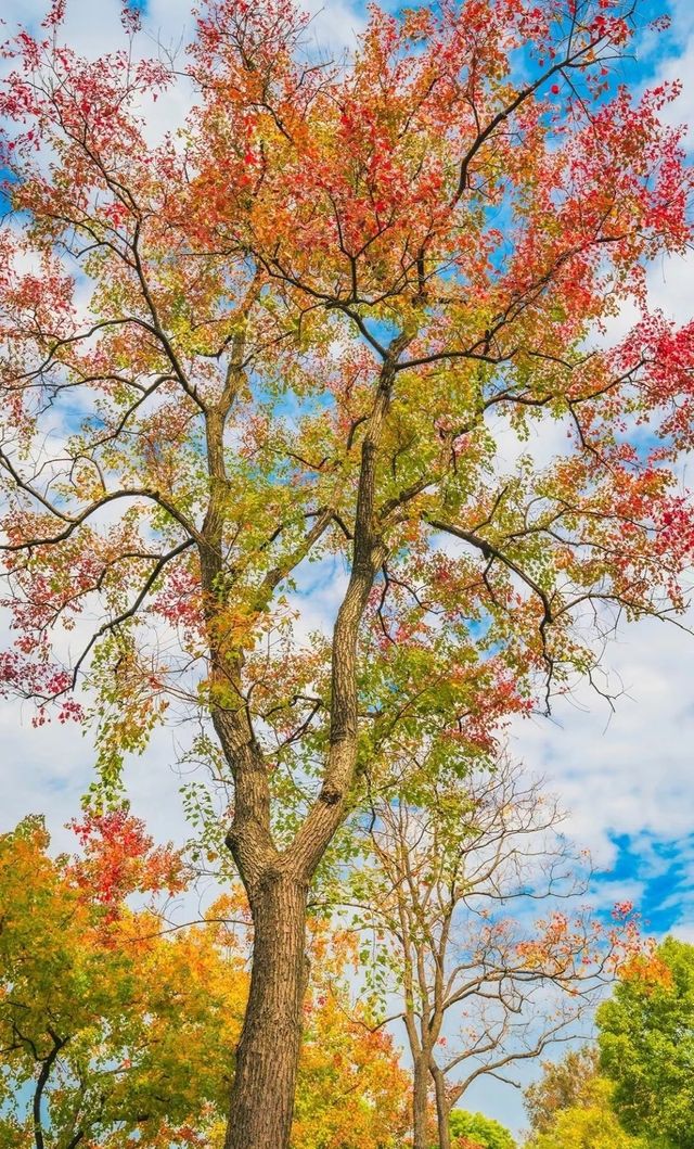 周末去哪玩——虎丘濕地公園。