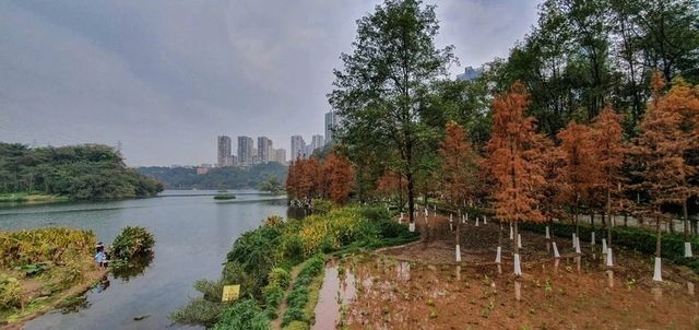 油畫般的「水上森林」，鐵路直達！