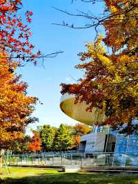 文化廣場除了看劇,還有銀杏。