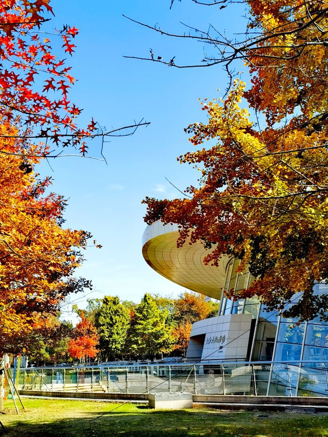 文化廣場除了看劇,還有銀杏。 文化廣場除了看劇,還有銀杏。