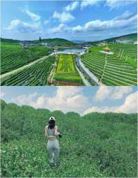 春山將至，臨海這片茶園實在太療癒了。