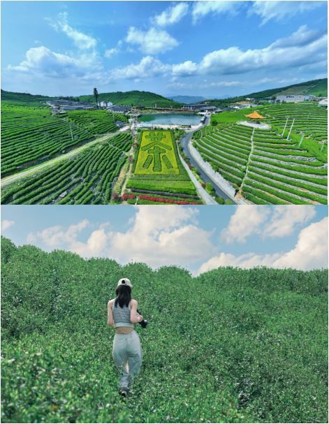 春山將至，臨海這片茶園實在太療癒了。