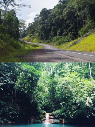 Tawau Hills Park: Explore the world's tallest tropical rainforest trees.