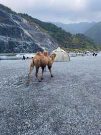 去不了冰島那就來金華小冰島