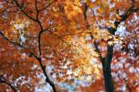上海紅葉季｜閔行紅園，我言冬日勝春朝