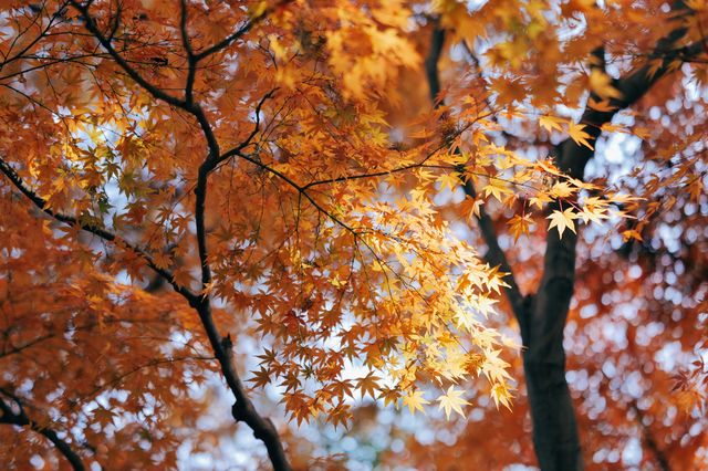 上海紅葉季｜閔行紅園，我言冬日勝春朝