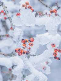 懶人版賞雪去看雲海——漢中龍頭山