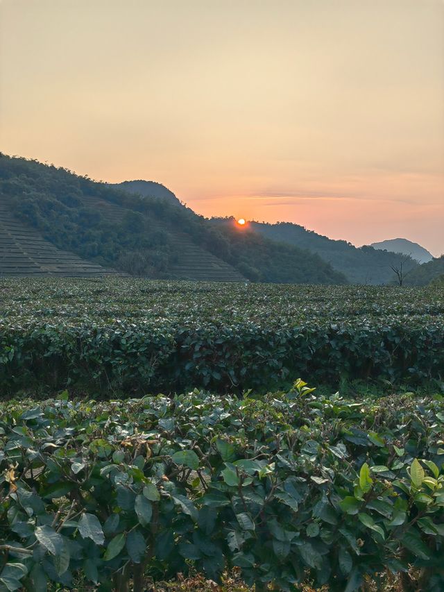 夕陽醉了紅茶谷：新年伊始的夢幻茶鄉之旅