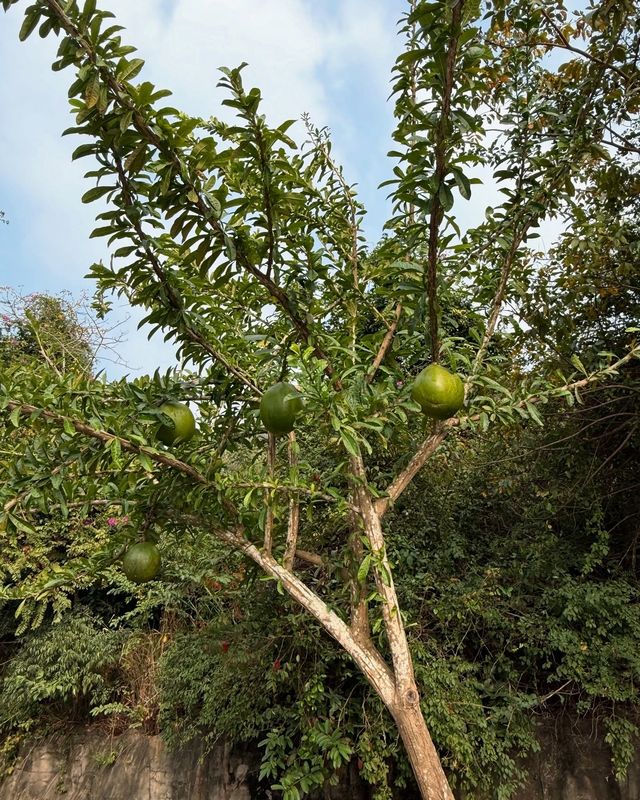 煙台南山，一場多維交織的奇妙之旅
