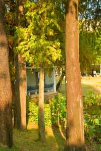 公園20分鐘效應