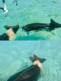 在Bahamas!真的淪陷了好想無限續住