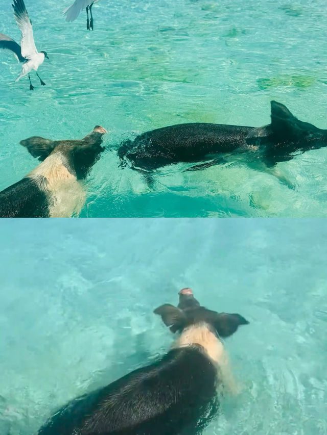 在Bahamas!真的淪陷了好想無限續住