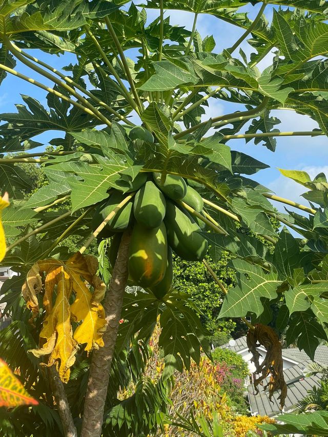 毛里求斯等多國連遊 18天｜旅行攻略