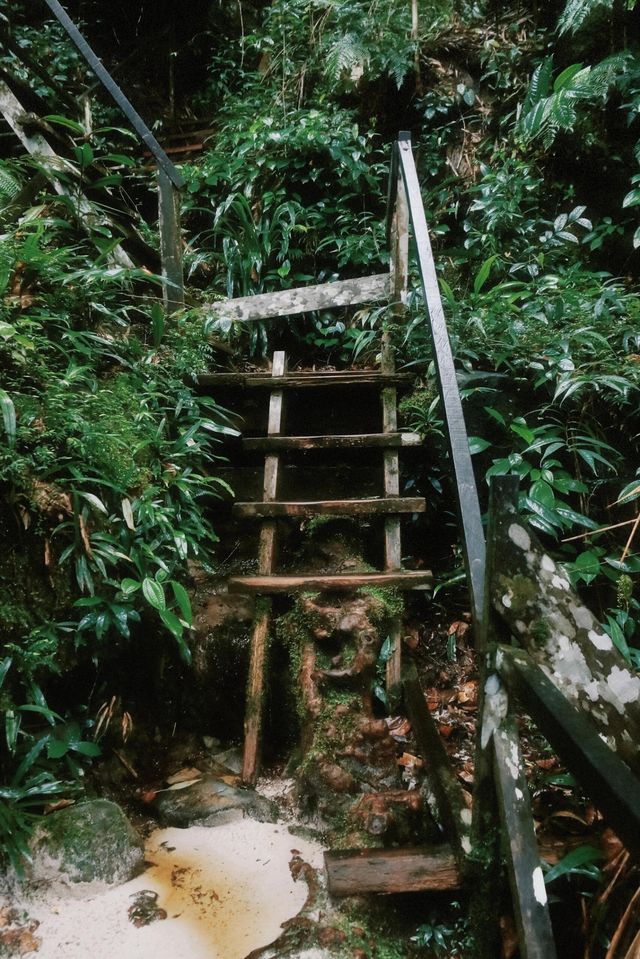 闖進熱帶雨林！去冒險！