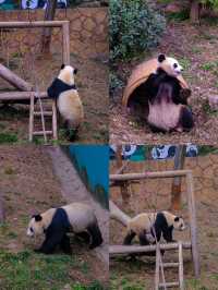 重慶周邊遊！和動物一起過春節！