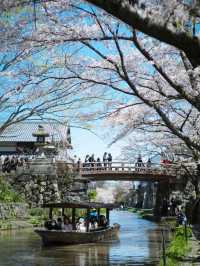 日本一日遊美秀美術館&三井寺賞夜櫻攻略