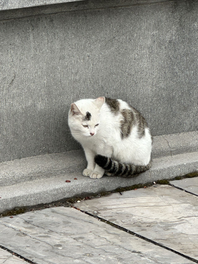 來趟茅山吧