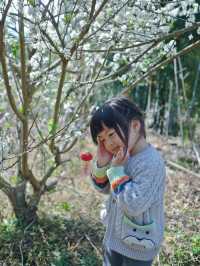 春天李子花開啦，靚到失語！