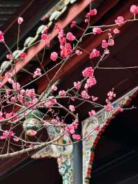 抓緊時間望江樓公園的杏梅美到心動