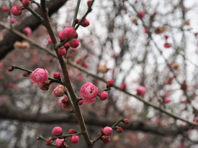 南京古林公園梅花已開，免費景點