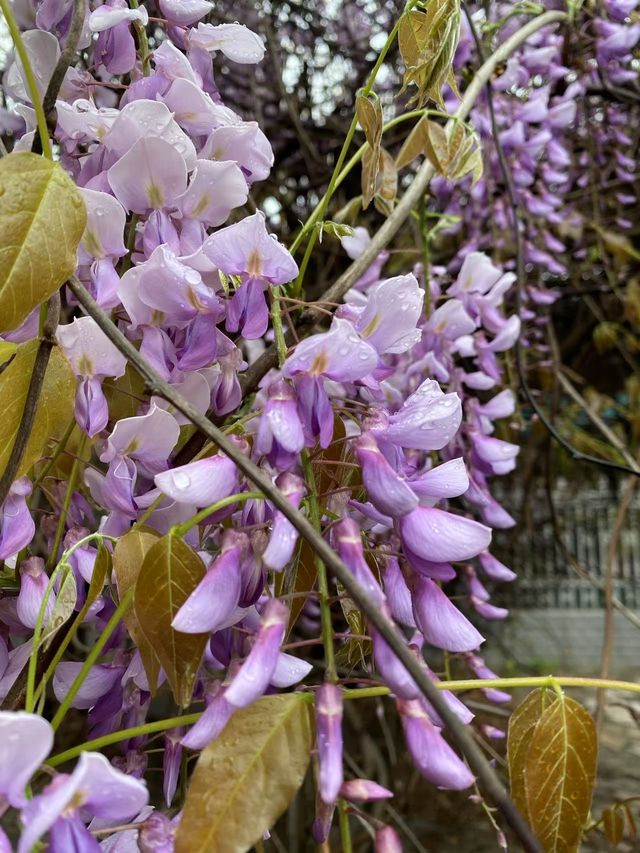 市內公園賞花小攻略