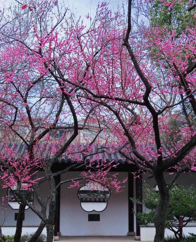 2月17日實拍南京雨花台梅崗梅花已上線今年