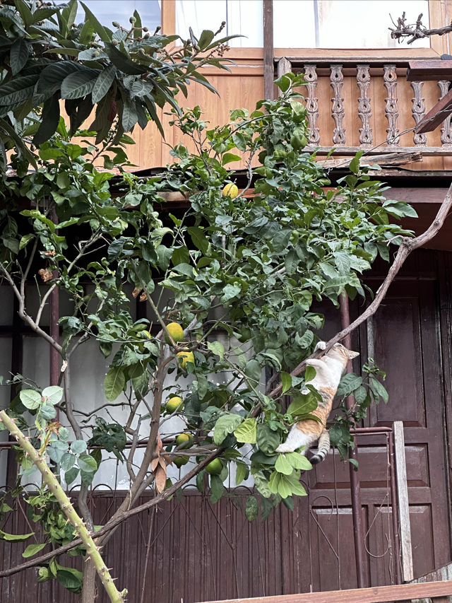 小眾旅遊卡斯（Kaş）