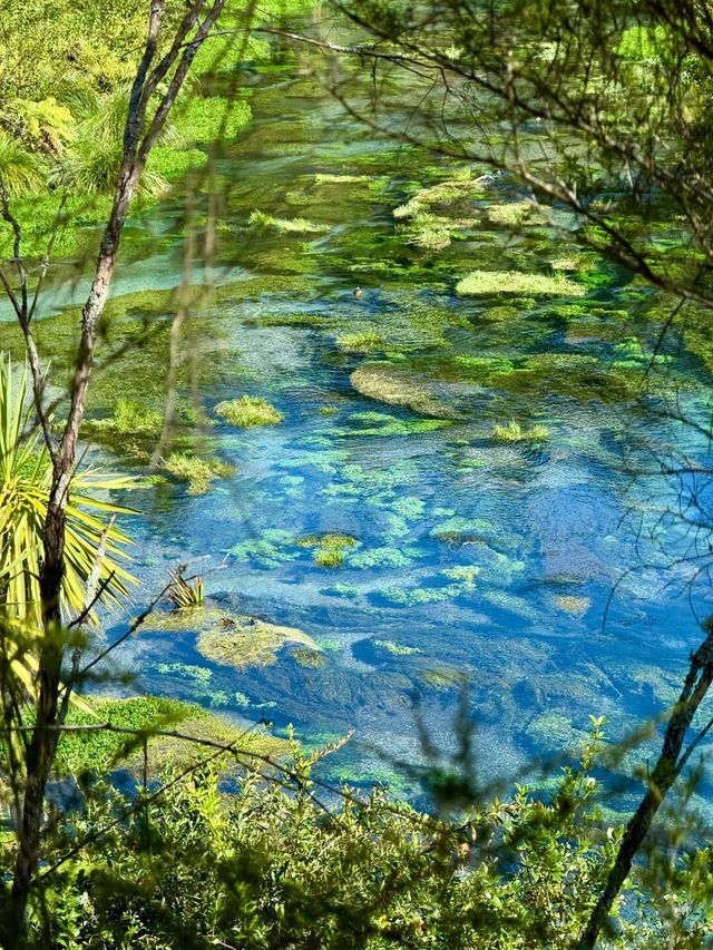 新西蘭北島藍泉Blue Spring（綠版）