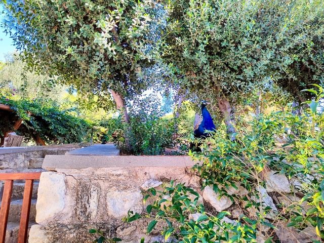 Palace of Knossos: A Glimpse into Minoan Civilization 🏛️✨