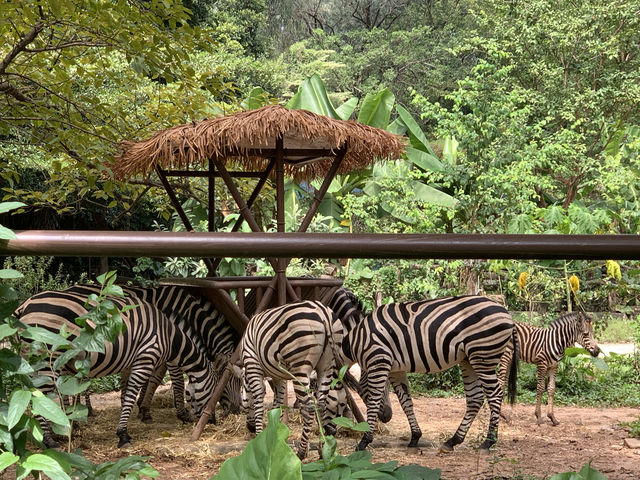 親子遊｜從深圳跑去廣州動物園，大怨種？