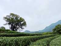 去梅家塢喝茶賞花吧