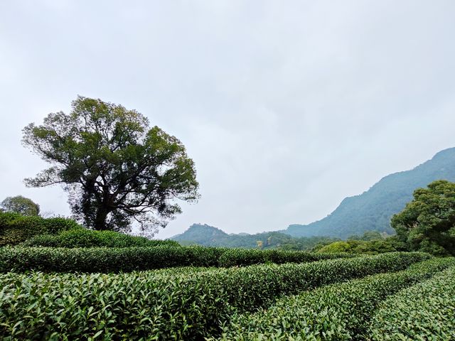 去梅家塢喝茶賞花吧