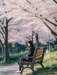 赴廣島之約，共賞四日櫻花爛漫