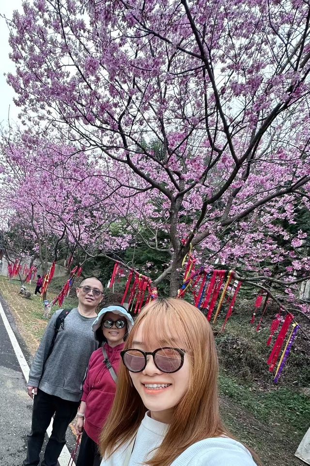 東華禪寺的櫻花太美啦