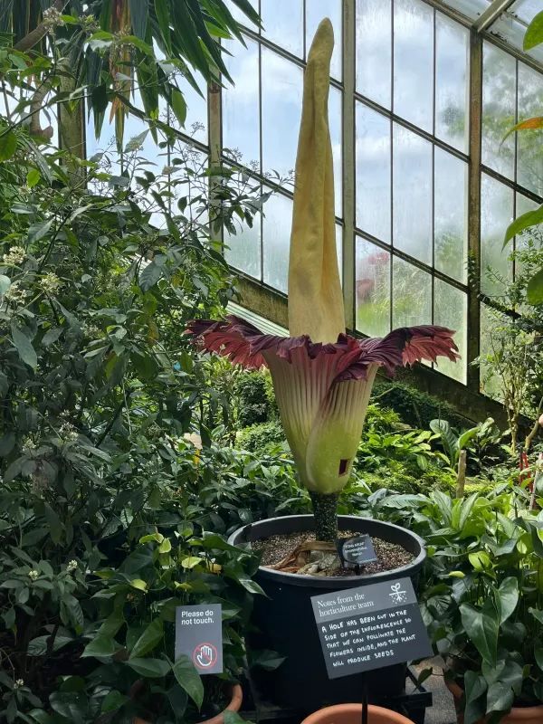 Witness the Blooming of the Corpse Flower!