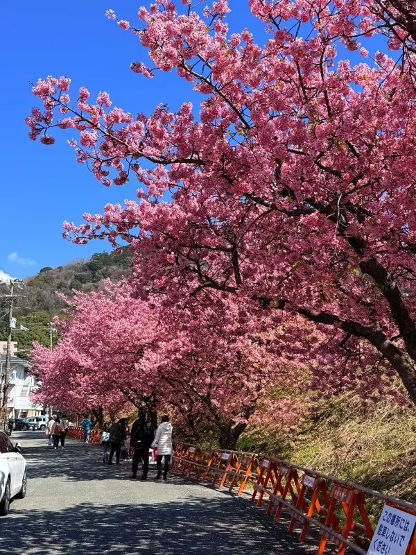 河津桜の美しさに感動！
