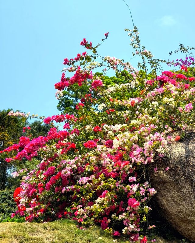 深圳寶藏打卡地!簕杜鵑谷公園美到犯規啦 深圳寶藏打卡地!簕杜鵑谷公園美到犯規啦