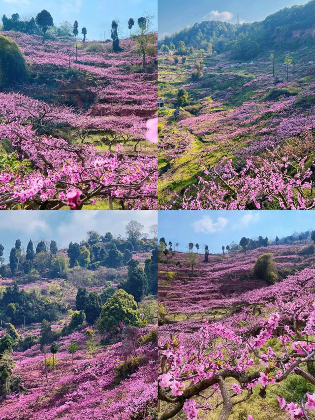 成都龍泉山 |3 - 4月來真香，邂逅浪漫春日之旅！