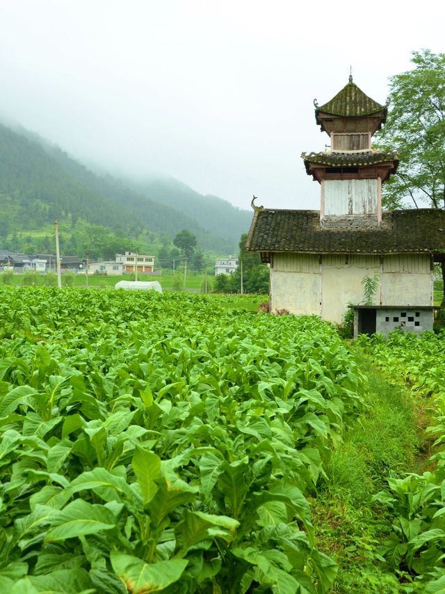 清明小長假 遵義等地旅遊攻略來啦別錯過