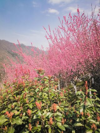 Ningshan Ziwu Plum Garden | Enter the 100-Acre Plum Garden Deep in the Qinling Mountains