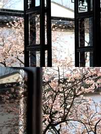 蘇州賞桃花‖打卡避坑攻略