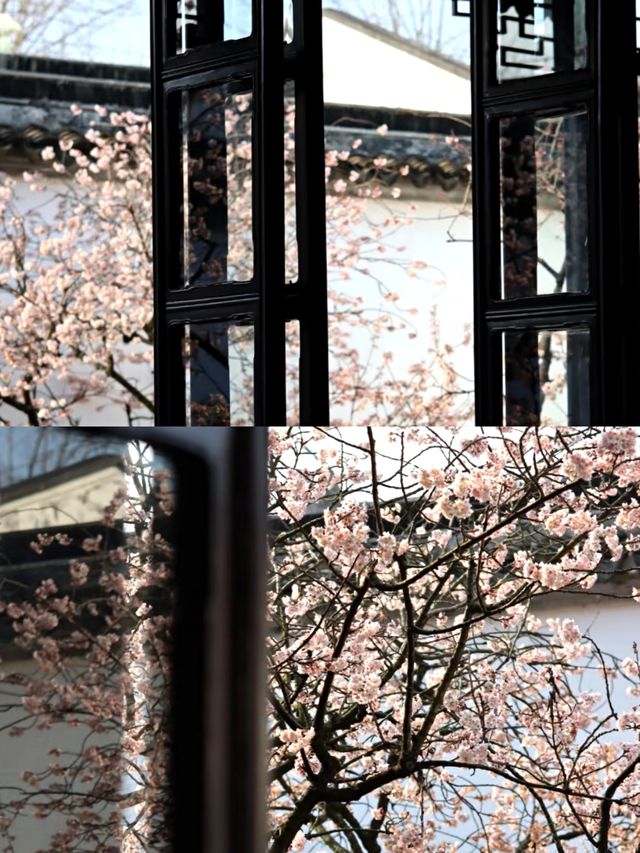 蘇州賞桃花‖打卡避坑攻略
