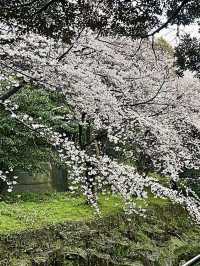 新山公園，櫻雨浮光