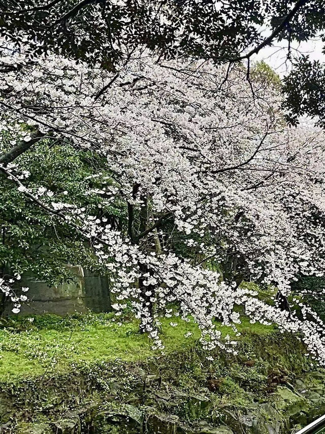 新山公園，櫻雨浮光