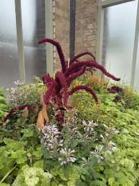 One Of The Best Free Things In Auckland, The Stunning Winter Gardens 