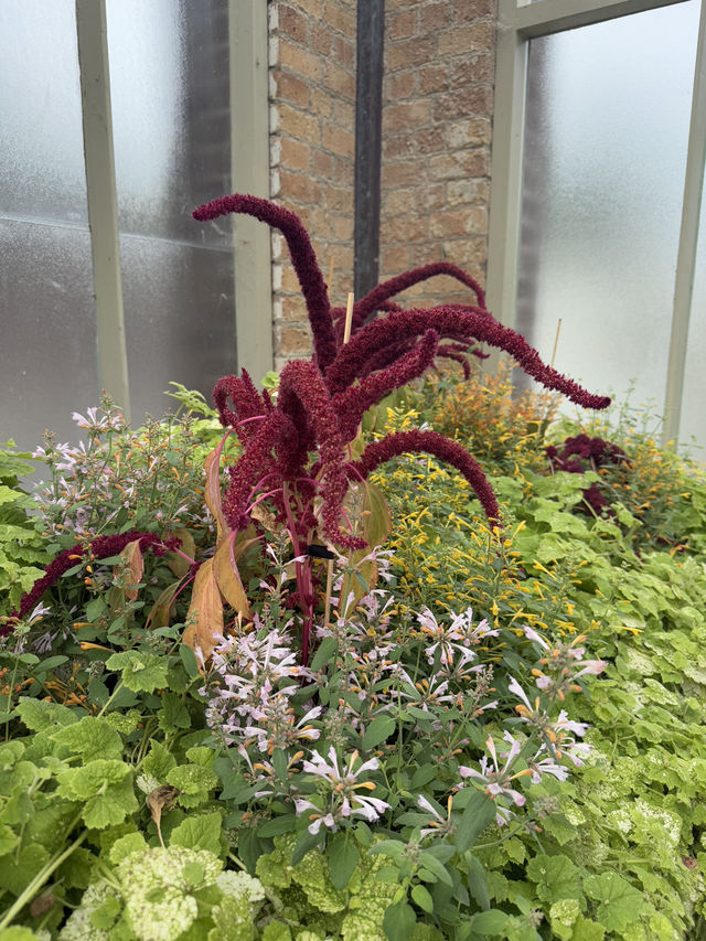 One Of The Best Free Things In Auckland, The Stunning Winter Gardens 