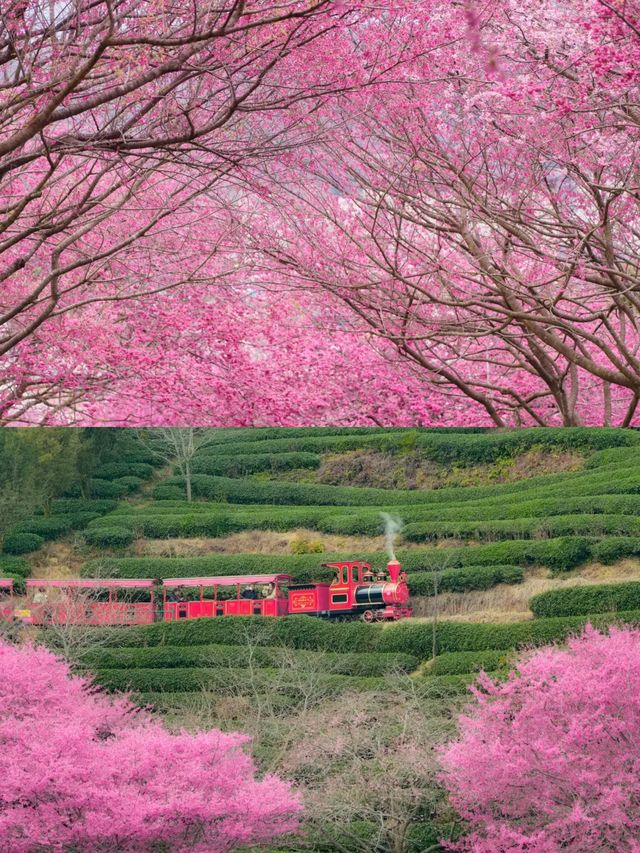 福建龍岩永福櫻花 | 夢幻仙境拍照攻略