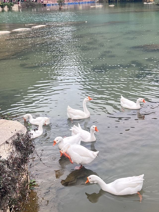 崇左-百色老友記超實用旅遊攻略別錯過